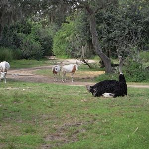 Oryx & Ostrich - Kilamanjaro Safari