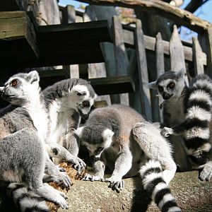 Ring-tailed lemurs - Skansen-Akvariet