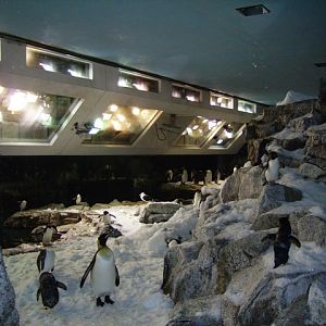 Inside Penguin Encounter