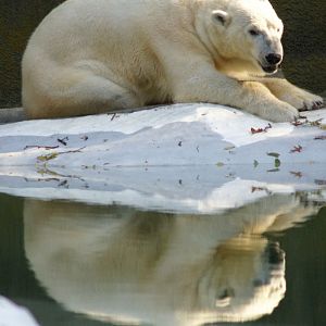 Polar Bear Oct 2008 Bronx