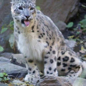 snow leopard Bronx Zoo Oct 2008