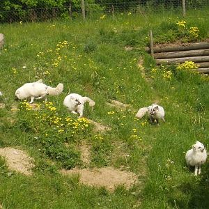 Scandinavian Wildlife Park -  Polar foxes