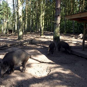 Scandinavian Wildlife Park - Wild boars