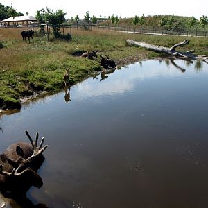 Scandinavian Wildlife Park - Moose Park