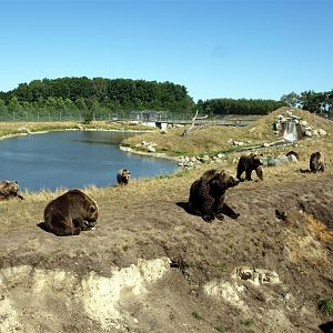 Scandinavian Wildlife Park - Bear Park