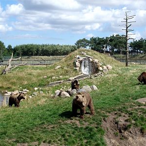 Scandinavian Wildlife Park - Bear Park