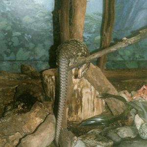 Tree Pangolin