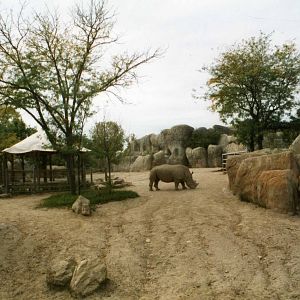White Rhino Exhibit Detail