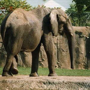 African Bull elephant