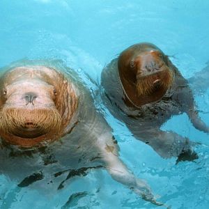 Two Walrusses