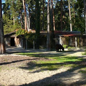 Mishmi Takin? at Riga Zoo