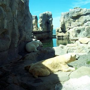 Zoo am Meer - Polar bears