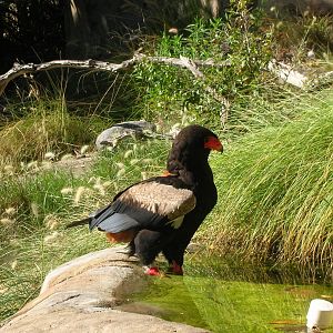 Bateleur Eagle