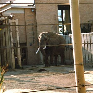 Elephant enclosure