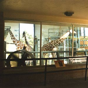 Inside the giraffe stall