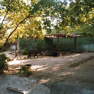 Tapir exhibit