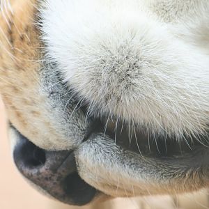Lioness muzzle