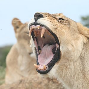 Lioness yawning