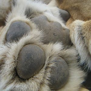 Lioness paw