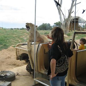 Lion exhibit