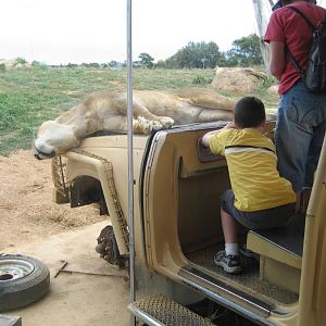 Lion Exhibit
