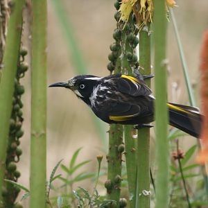 New Holland Honeyeater