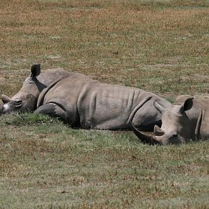 White Rhinos in da mud