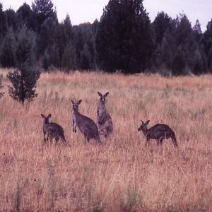 Free-ranging Eastern Grey Kangaroos - 1984