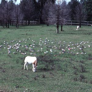 Scimitar-horned Oryx & Galahs - 1990