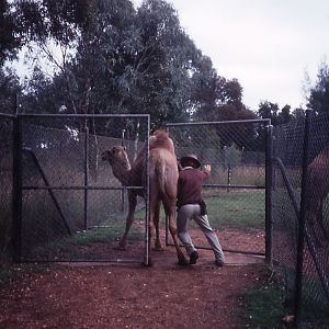 Coaxing a dromedary onto exhibit - 1990