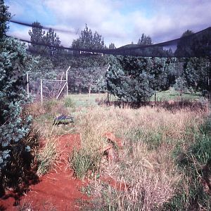 Mala Enclosure - 1990