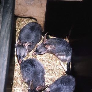 Box of Bilbies - 1991