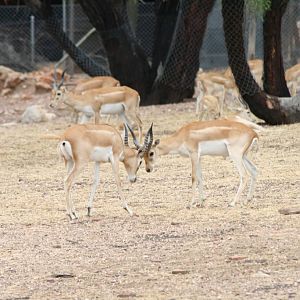 Blackbuck sparring