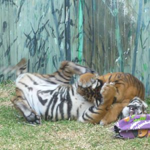 Sumatran Tiger Cubs