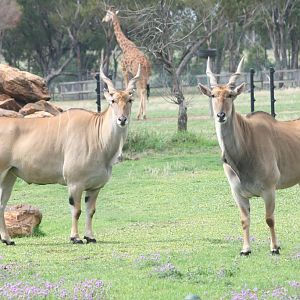Eland, African Savanna