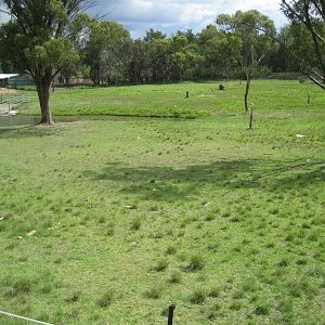 Hippo grazing enclosure - 2007