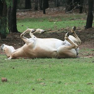 Persian Onager rolling on grass