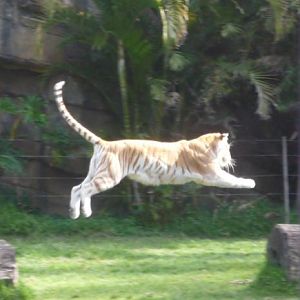 Bengal Tiger