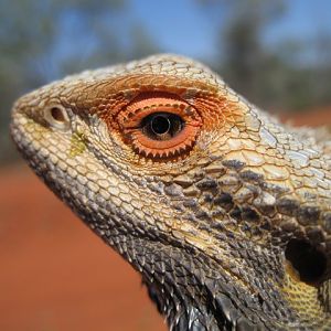 Inland Bearded Dragon