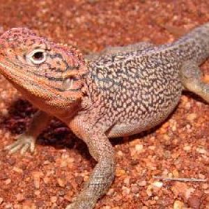 Central Netted Dragon, male in breeding colours