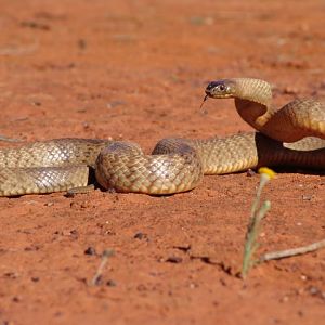 Western Brown Snake