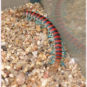 Scolopendra spp.