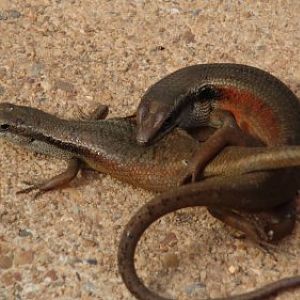 Carlia rostralis mating, Cooktown