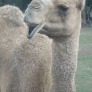 Just a few pics from Werribee.