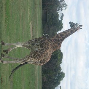 Just a few randomns from Werribee