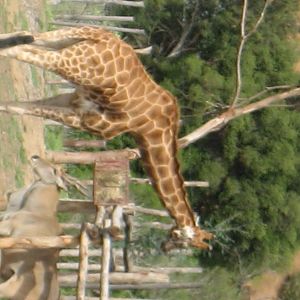 Just a few randomns from Werribee