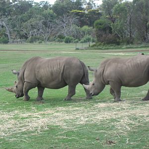 Just a few randomns from Werribee