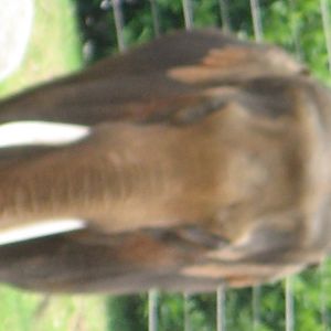 Elephants at Melbourne