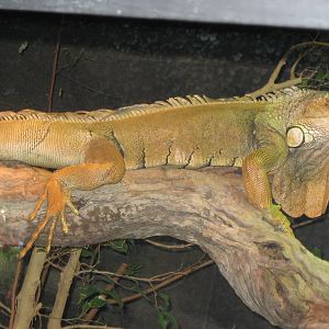 Randomns from Melbourne