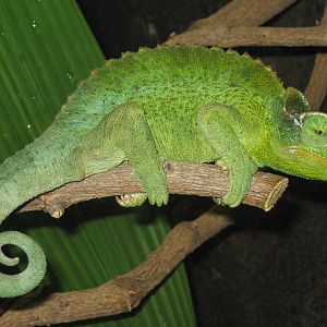 Randomns from Melbourne